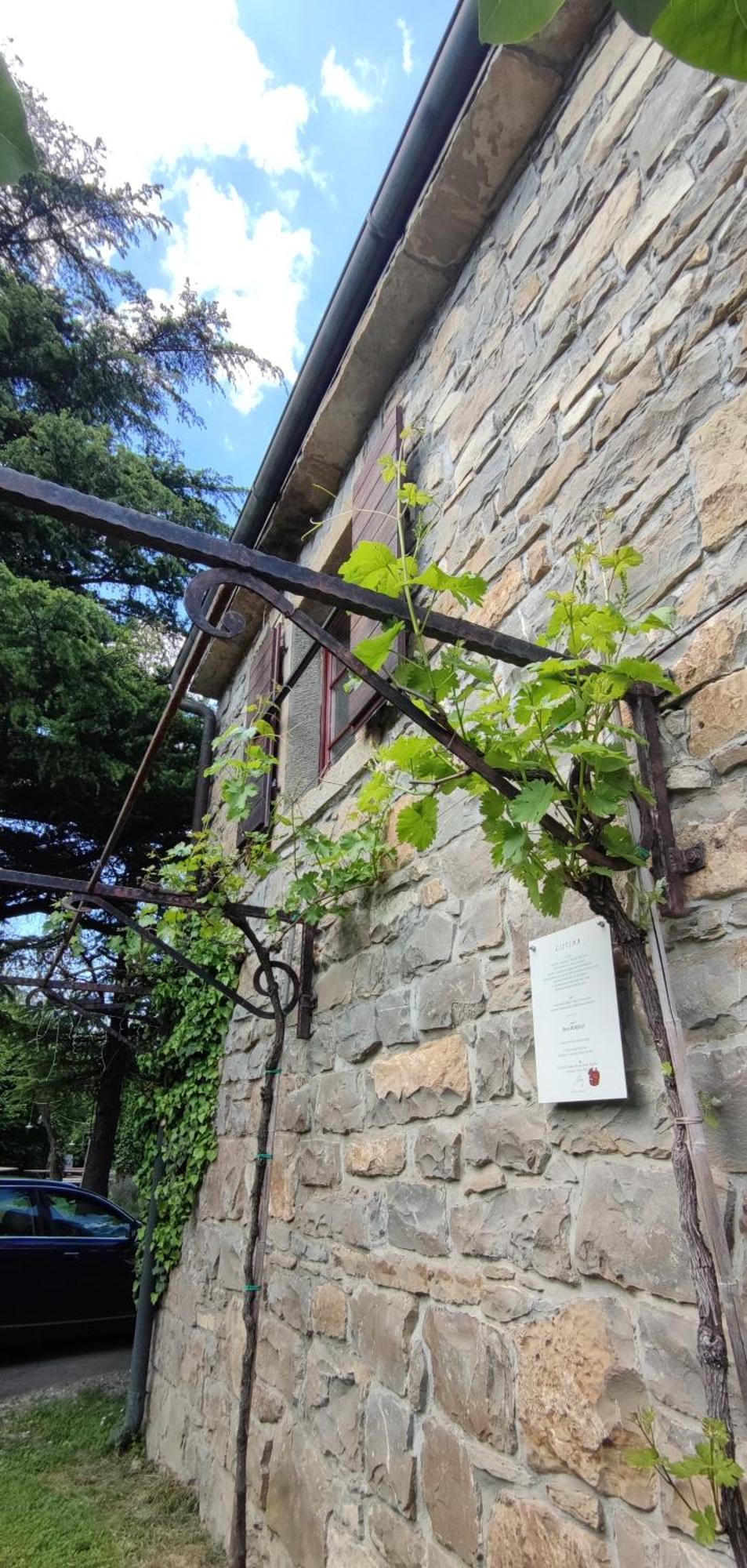 Bordon Wines, Estate With Accommodation Dekani Exterior foto